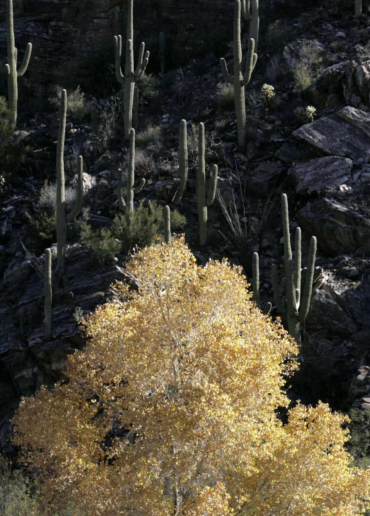 Sabino Canyon